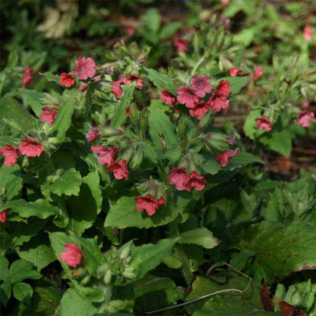 Rotes Lungenkraut - Pulmonaria rubra