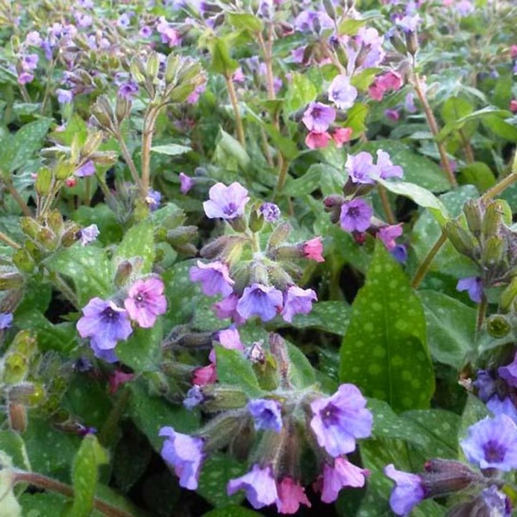 Lungenkraut Mrs Moon - Pulmonaria