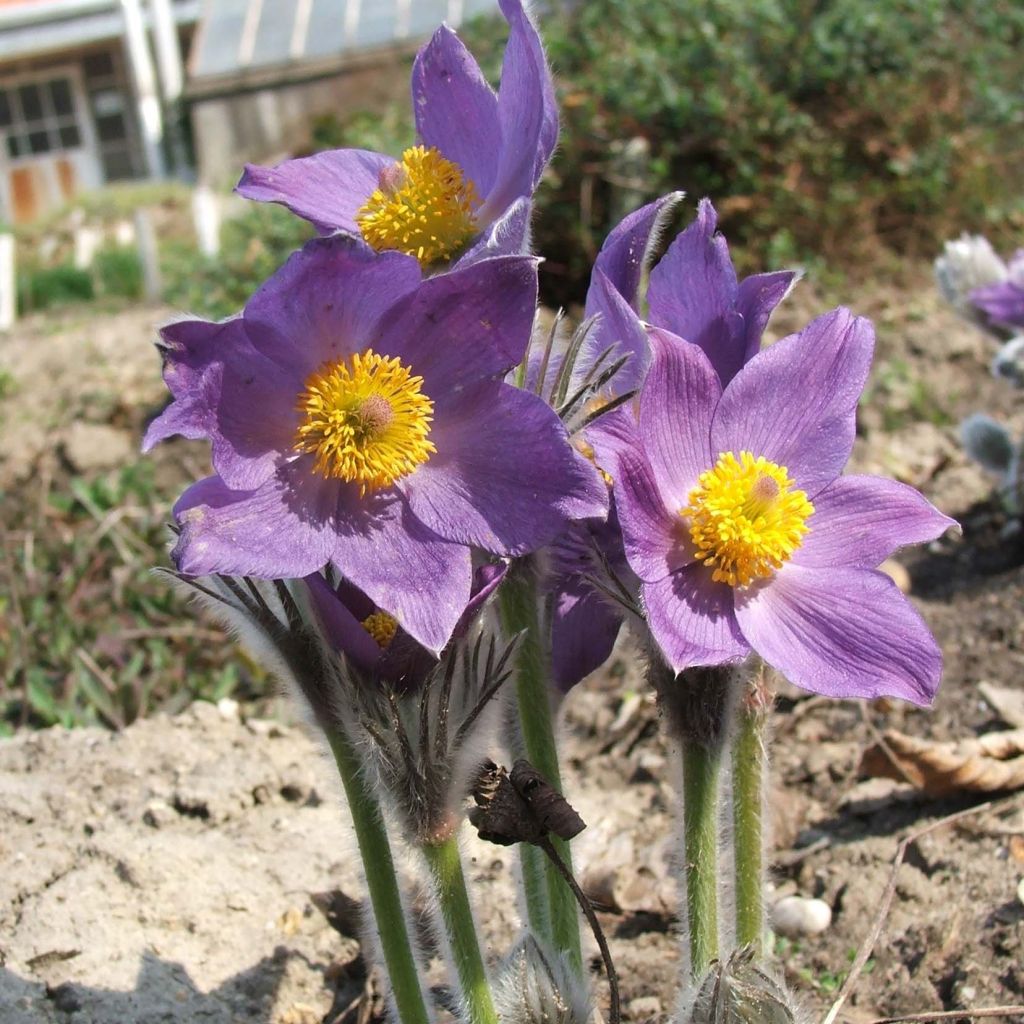 Küchenschelle - Pulsatilla patens