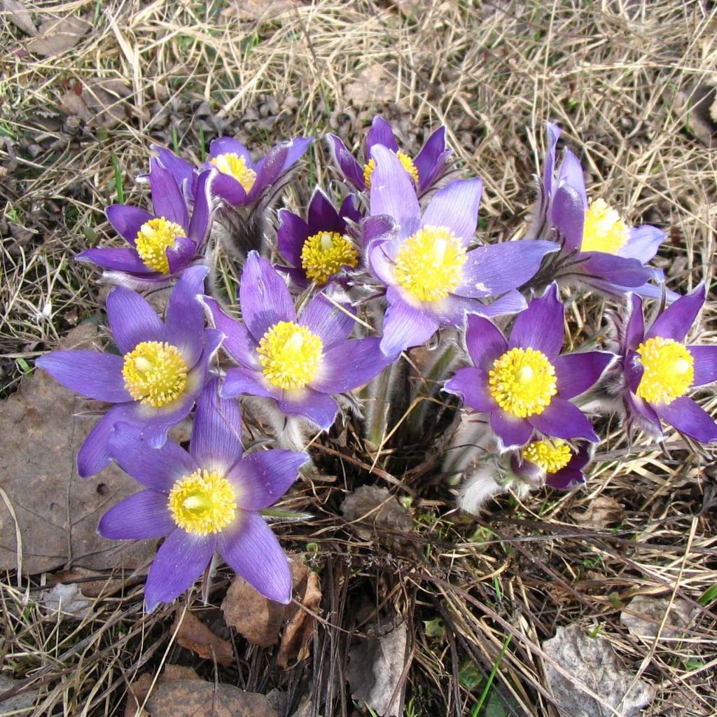 Küchenschelle - Pulsatilla patens