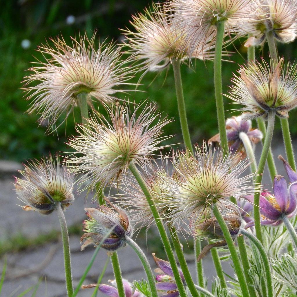 Küchenschelle - Pulsatilla patens