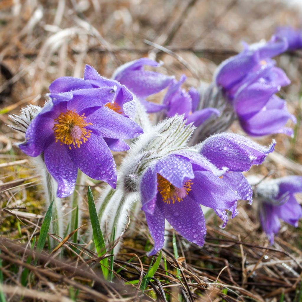 Küchenschelle - Pulsatilla patens