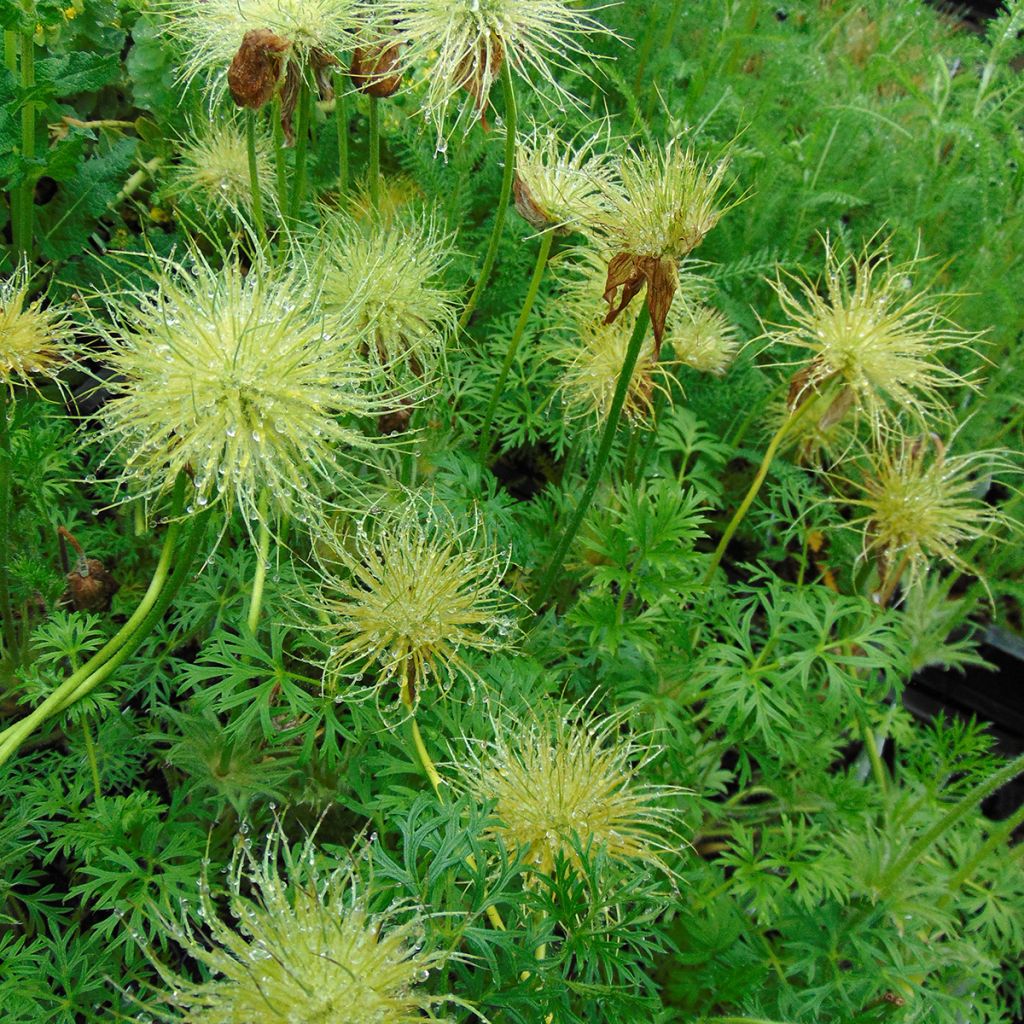 Küchenschelle Alba - Pulsatilla vulgaris