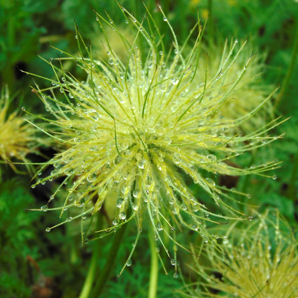 Küchenschelle Alba - Pulsatilla vulgaris