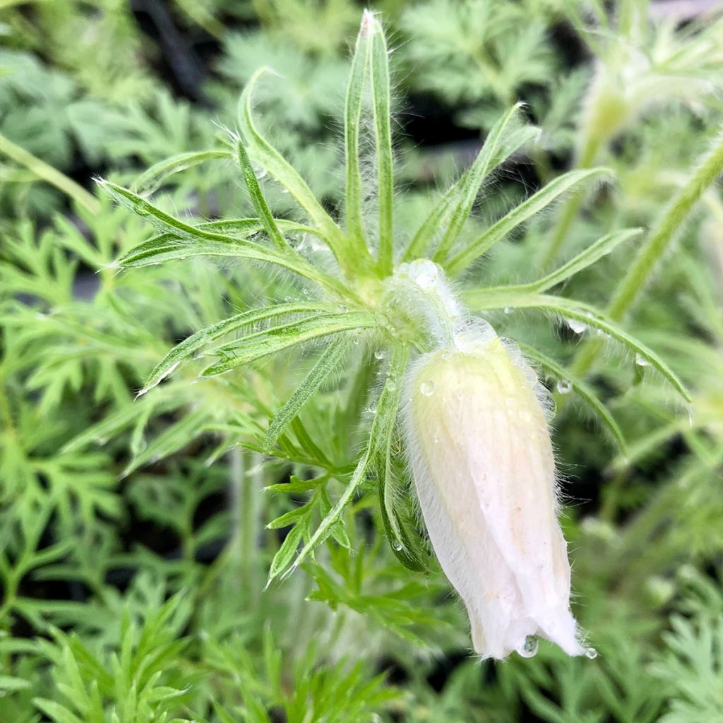 Küchenschelle Alba - Pulsatilla vulgaris