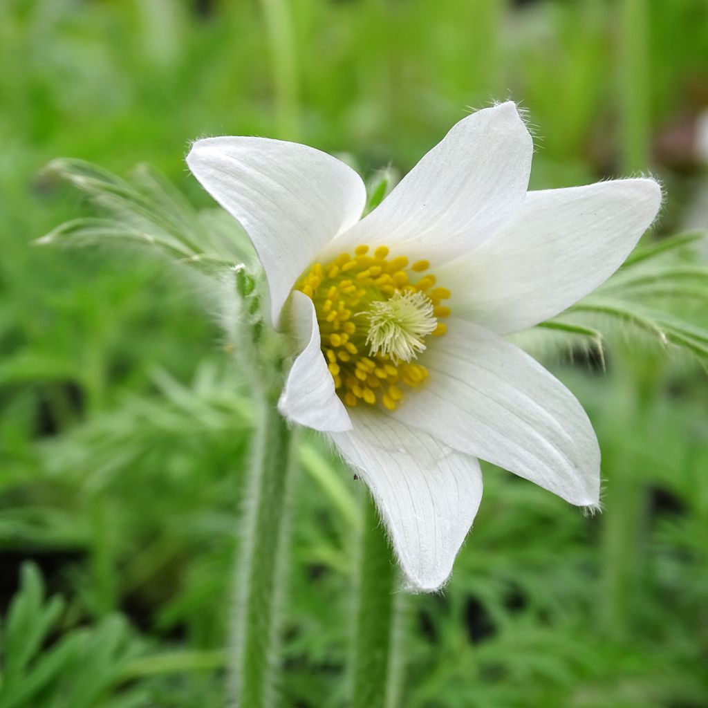 Pulsatilla vulgaris Alba - Anémone pulsatille