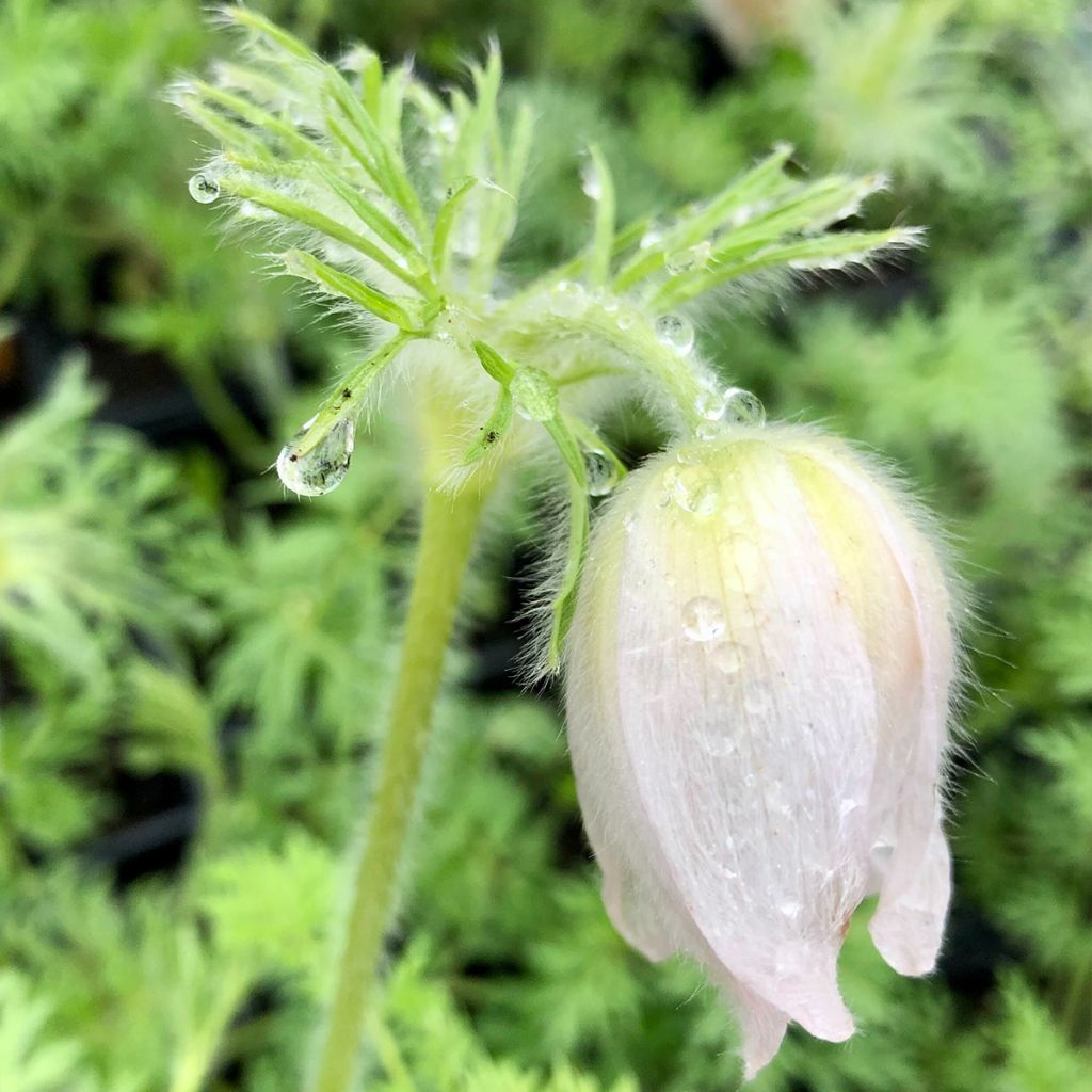 Küchenschelle Alba - Pulsatilla vulgaris