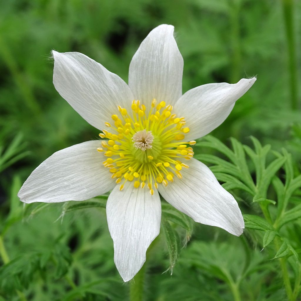 Pulsatilla vulgaris Alba - Anémone pulsatille