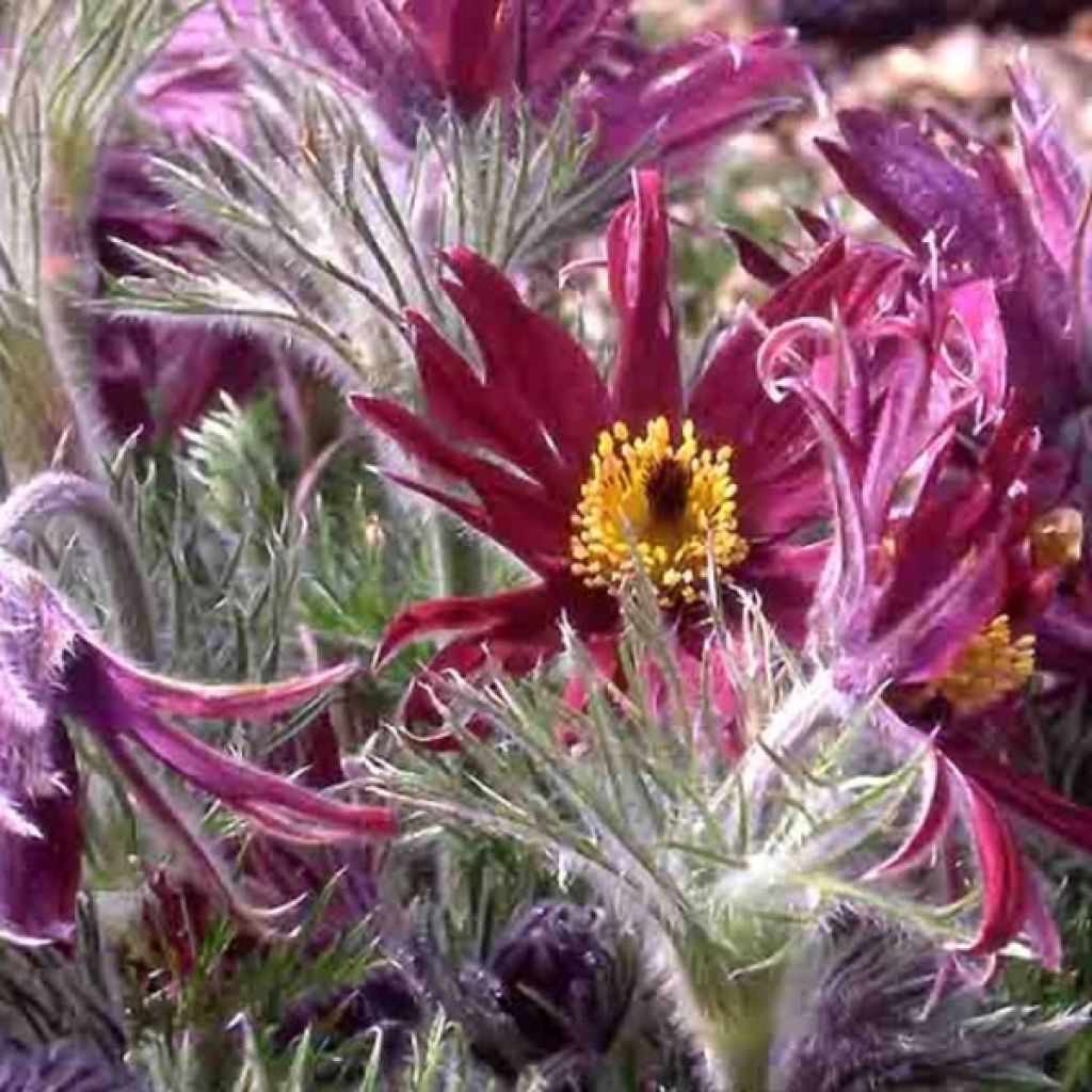 Küchenschelle Papageno - Pulsatilla vulgaris