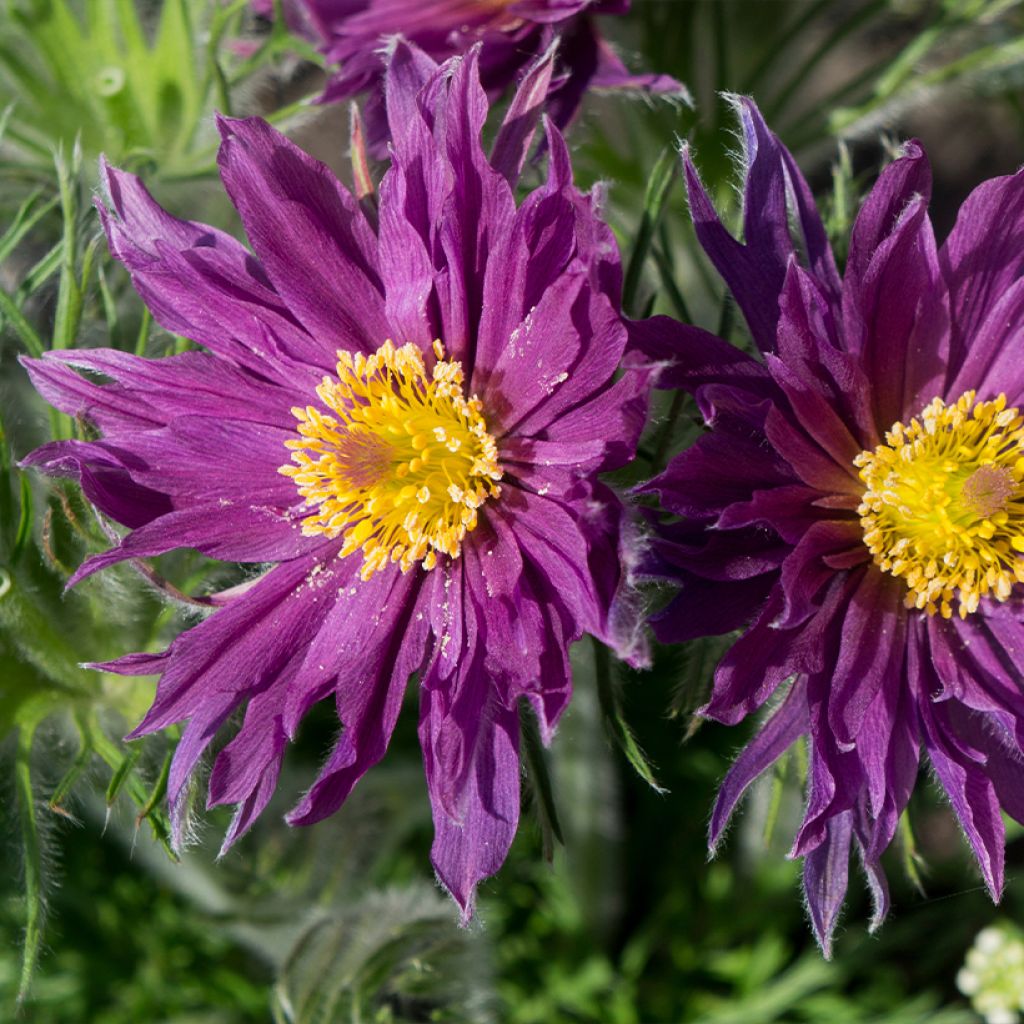 Küchenschelle Papageno - Pulsatilla vulgaris