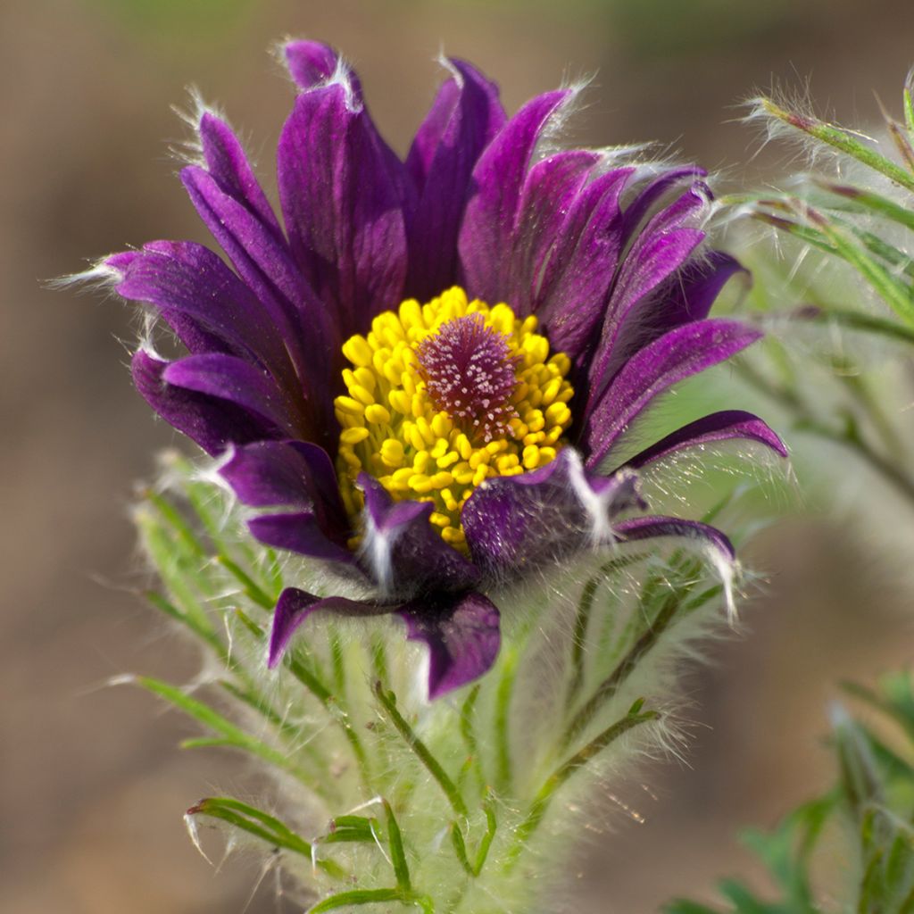 Küchenschelle Papageno - Pulsatilla vulgaris