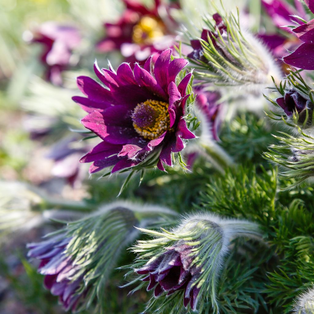 Küchenschelle Papageno - Pulsatilla vulgaris