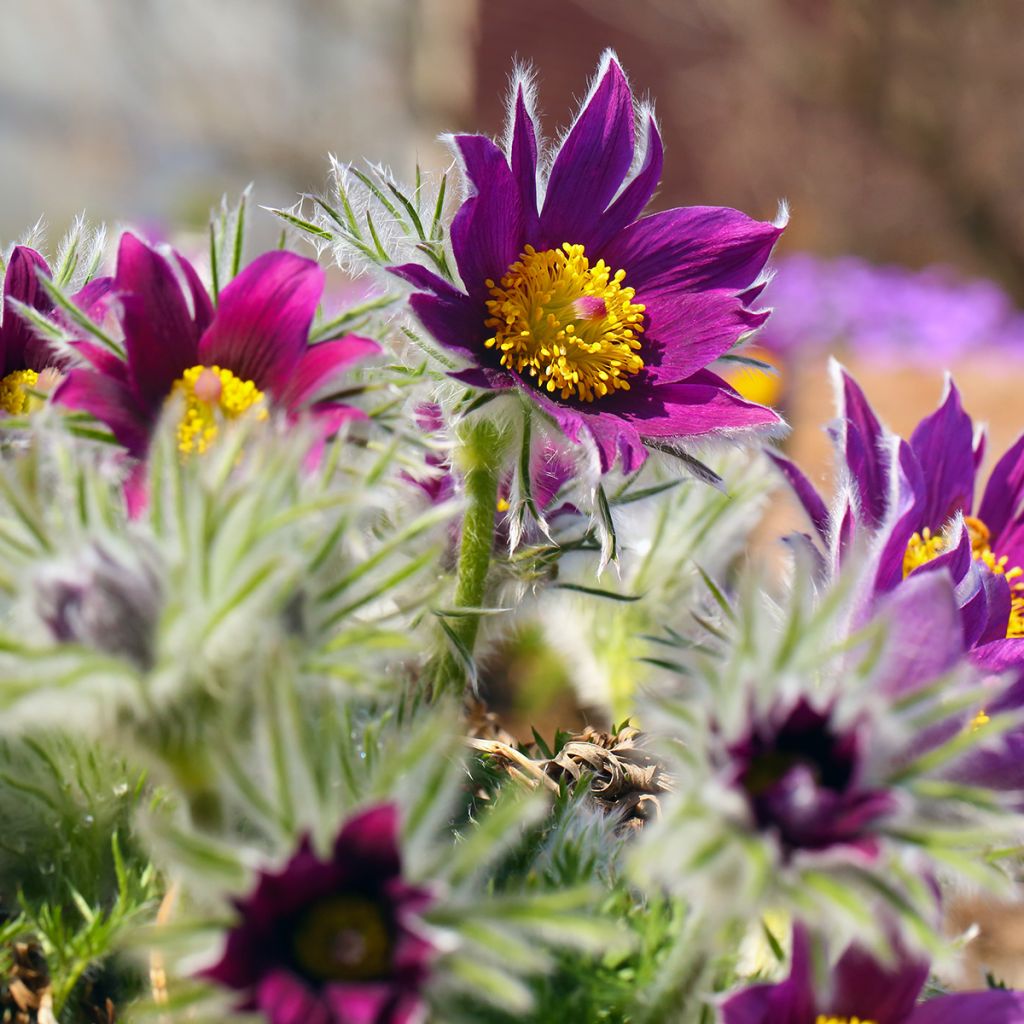 Küchenschelle Papageno - Pulsatilla vulgaris