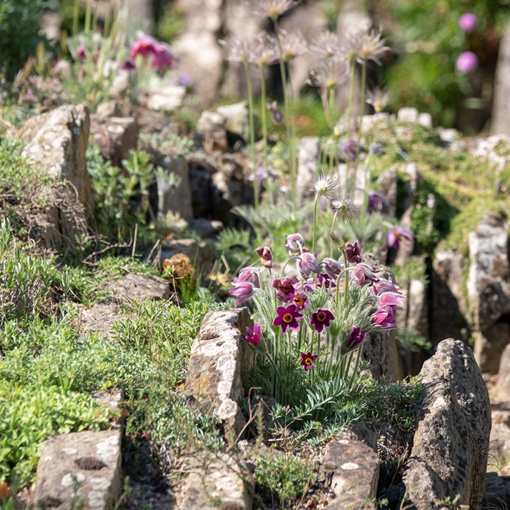 Küchenschelle Röde Klokke - Pulsatilla vulgaris