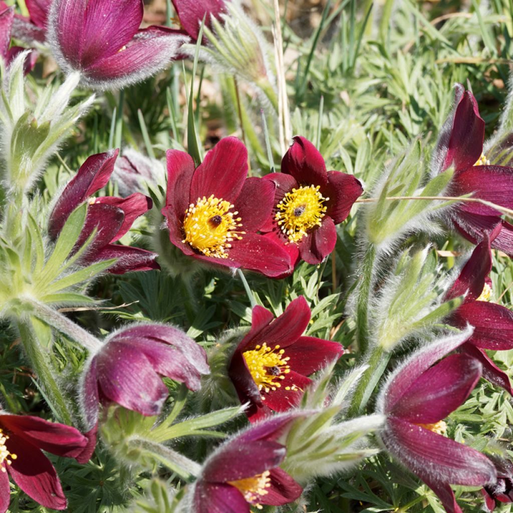 Küchenschelle Röde Klokke - Pulsatilla vulgaris