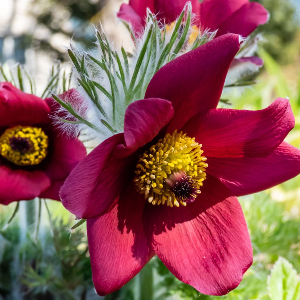 Küchenschelle Röde Klokke - Pulsatilla vulgaris