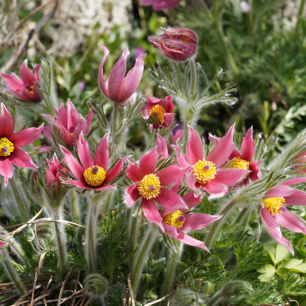 Küchenschelle Röde Klokke - Pulsatilla vulgaris