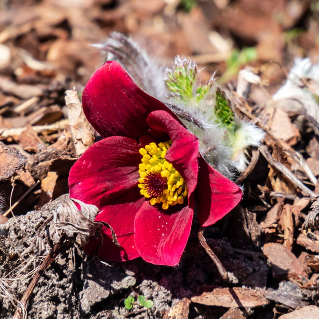 Küchenschelle Röde Klokke - Pulsatilla vulgaris