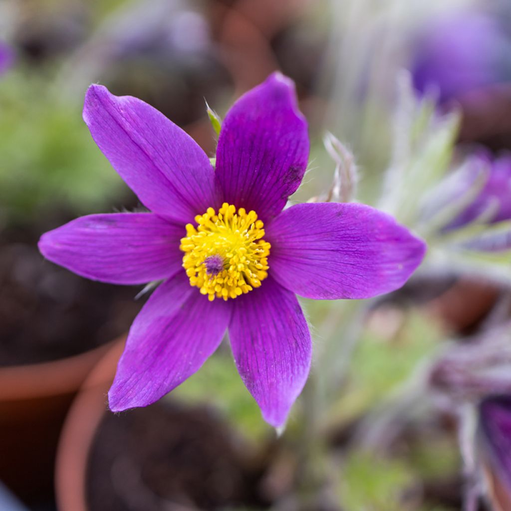 Küchenschelle Violet - Pulsatilla vulgaris