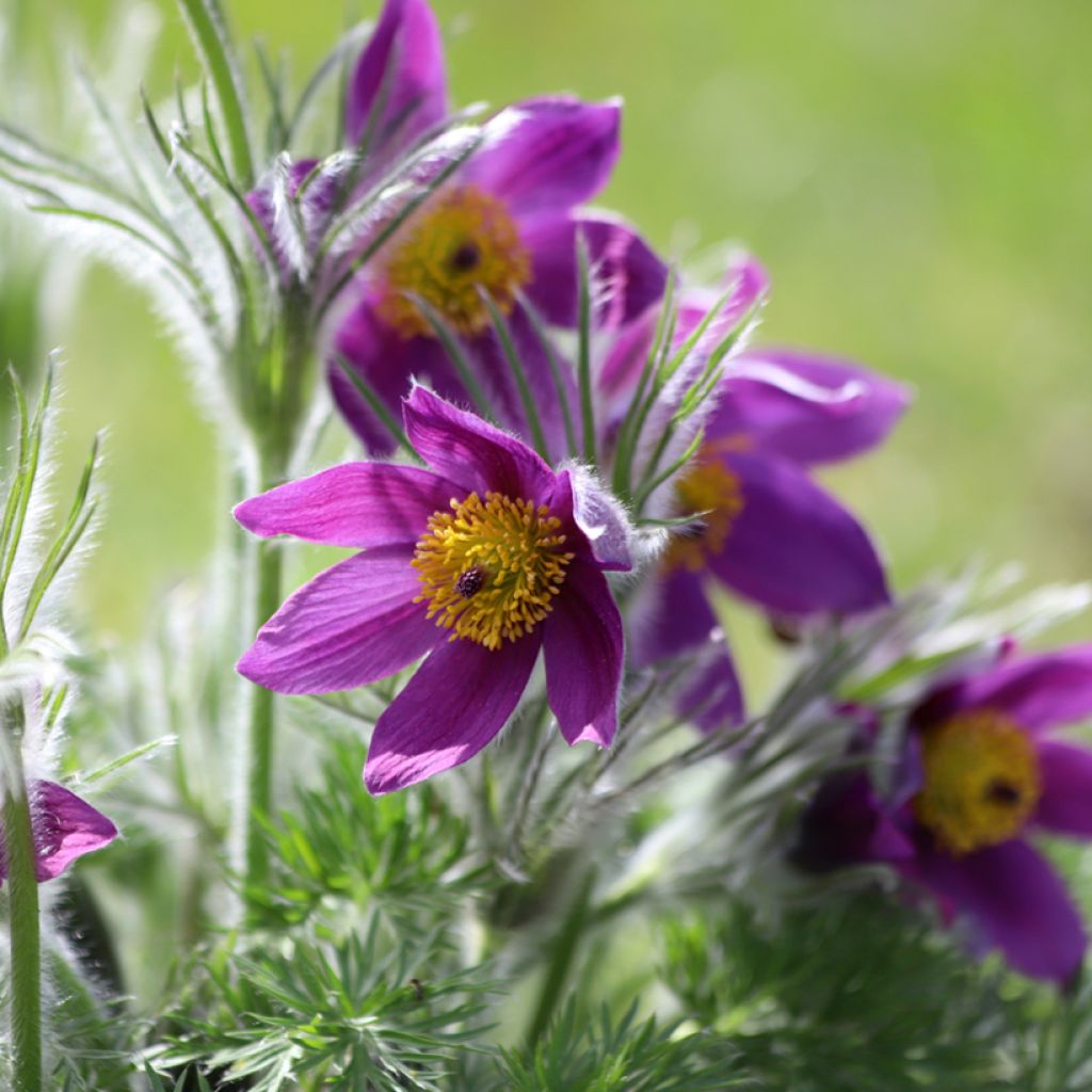 Küchenschelle Violet - Pulsatilla vulgaris