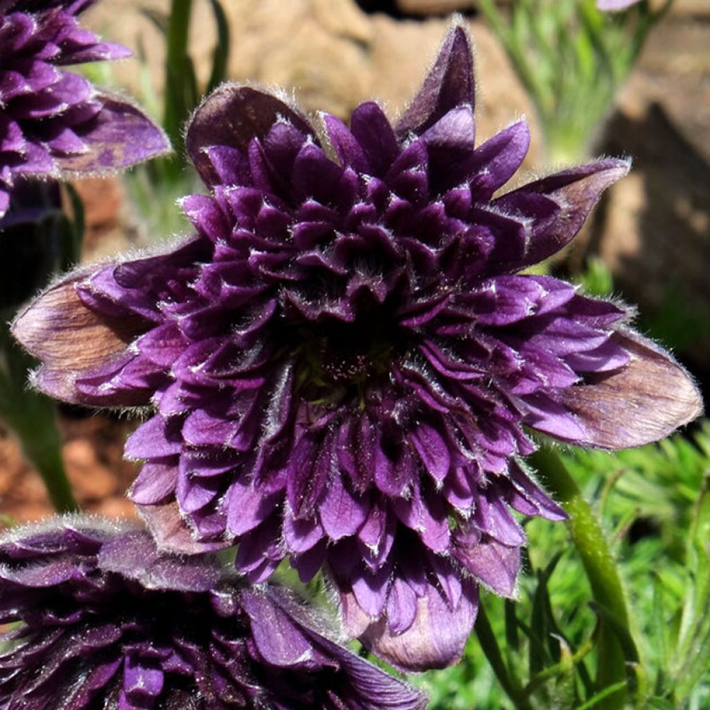 Küchenschelle Fairy Dreams - Pulsatilla vulgaris