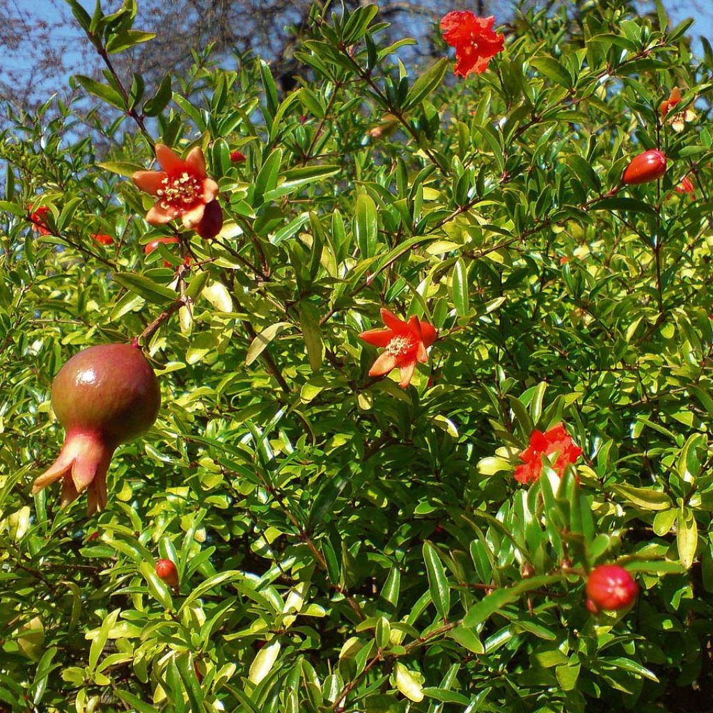 Granatapfelbaum Nana - Punica granatum