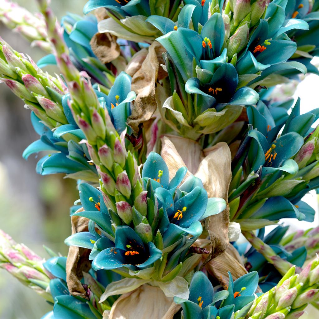 Puya alpestris