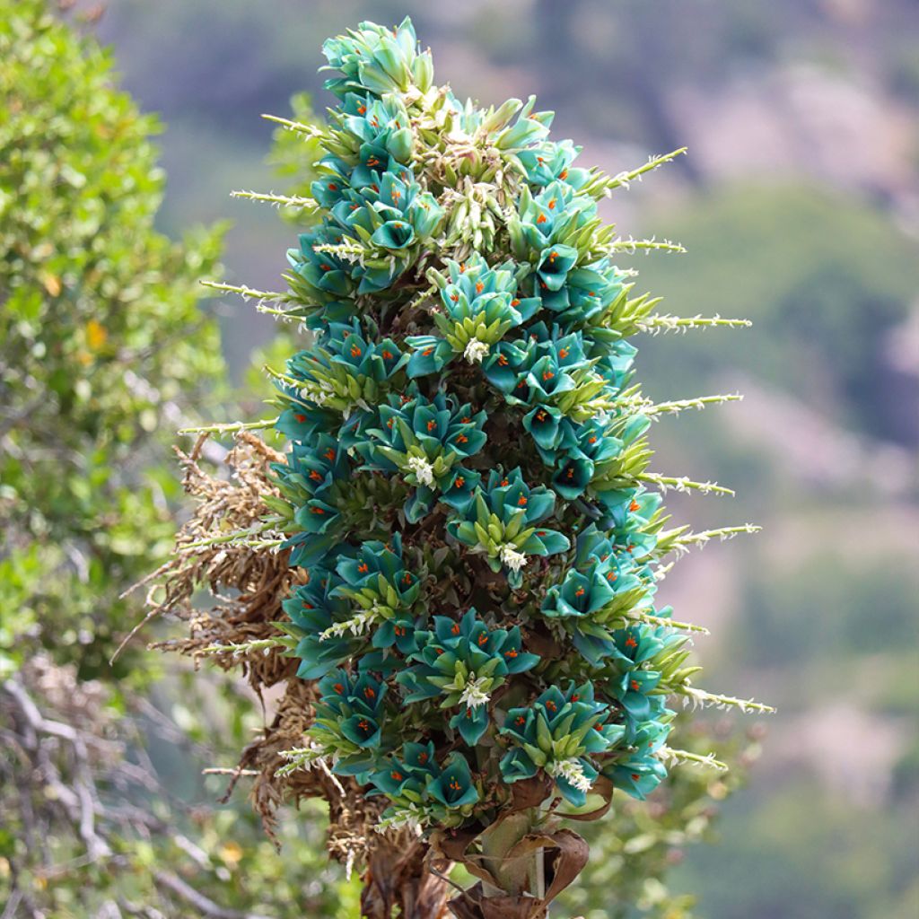 Puya alpestris