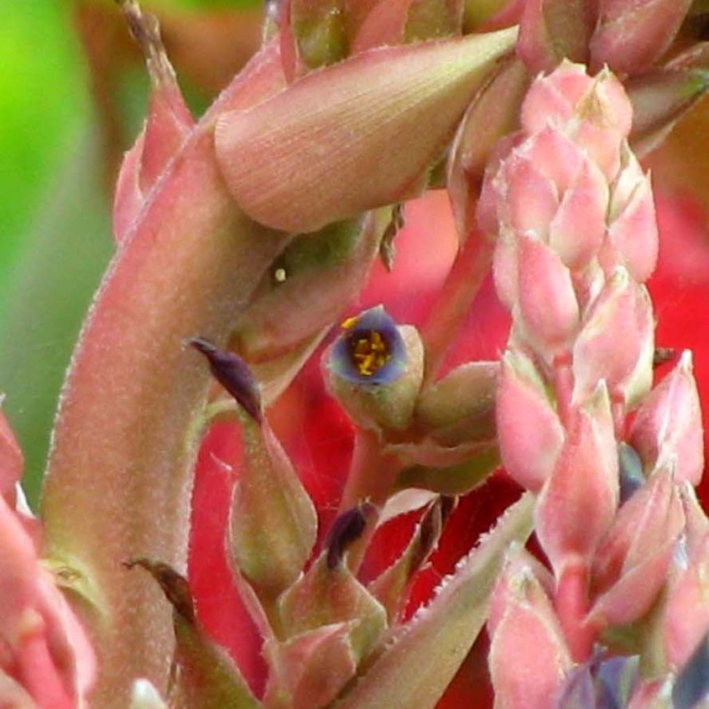 Puya assurgens 