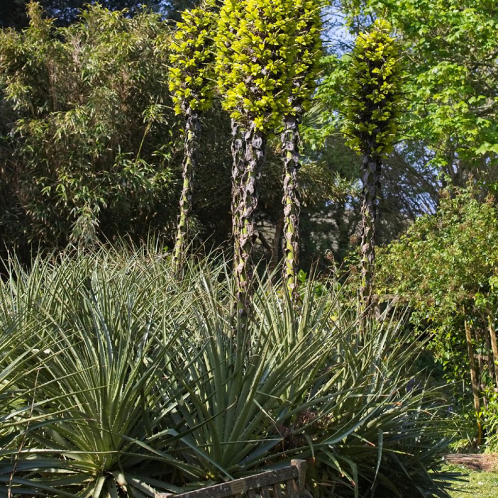 Puya chilensis