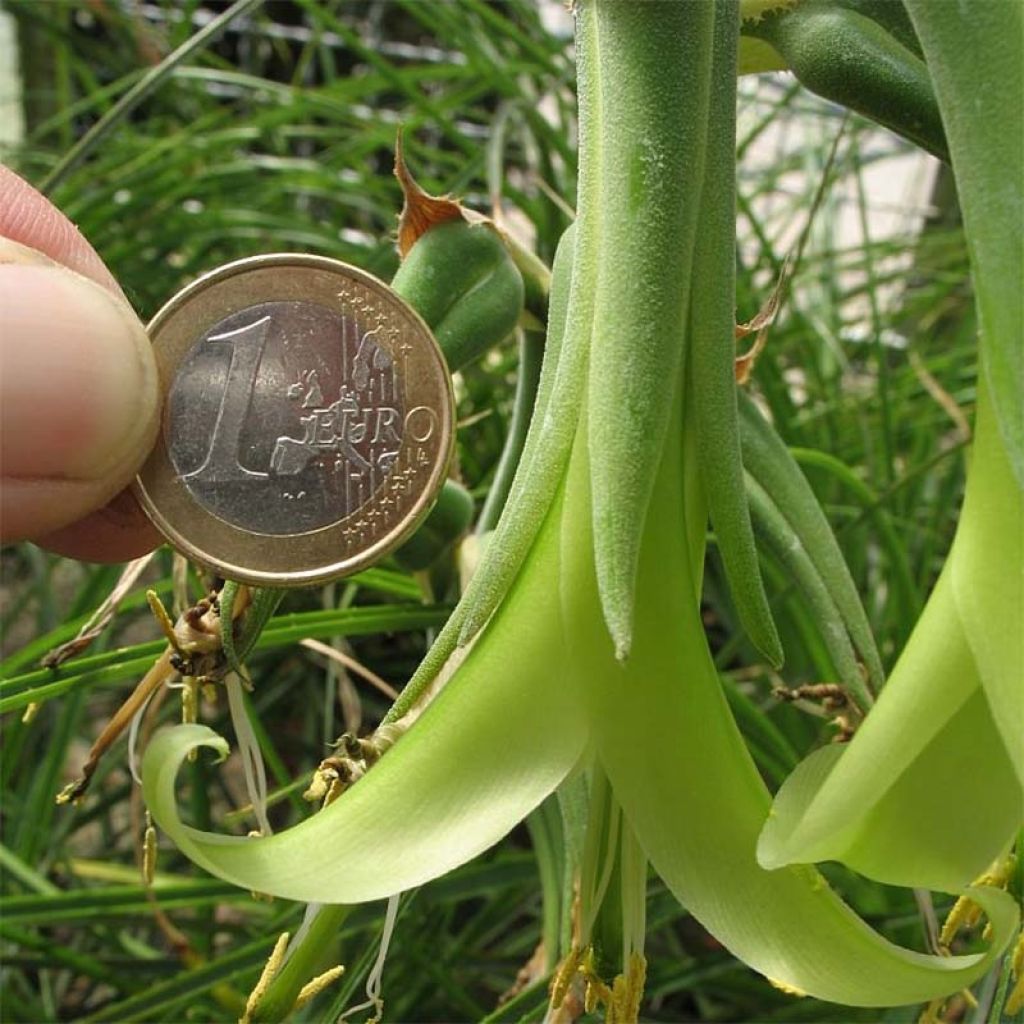 Puya mirabilis