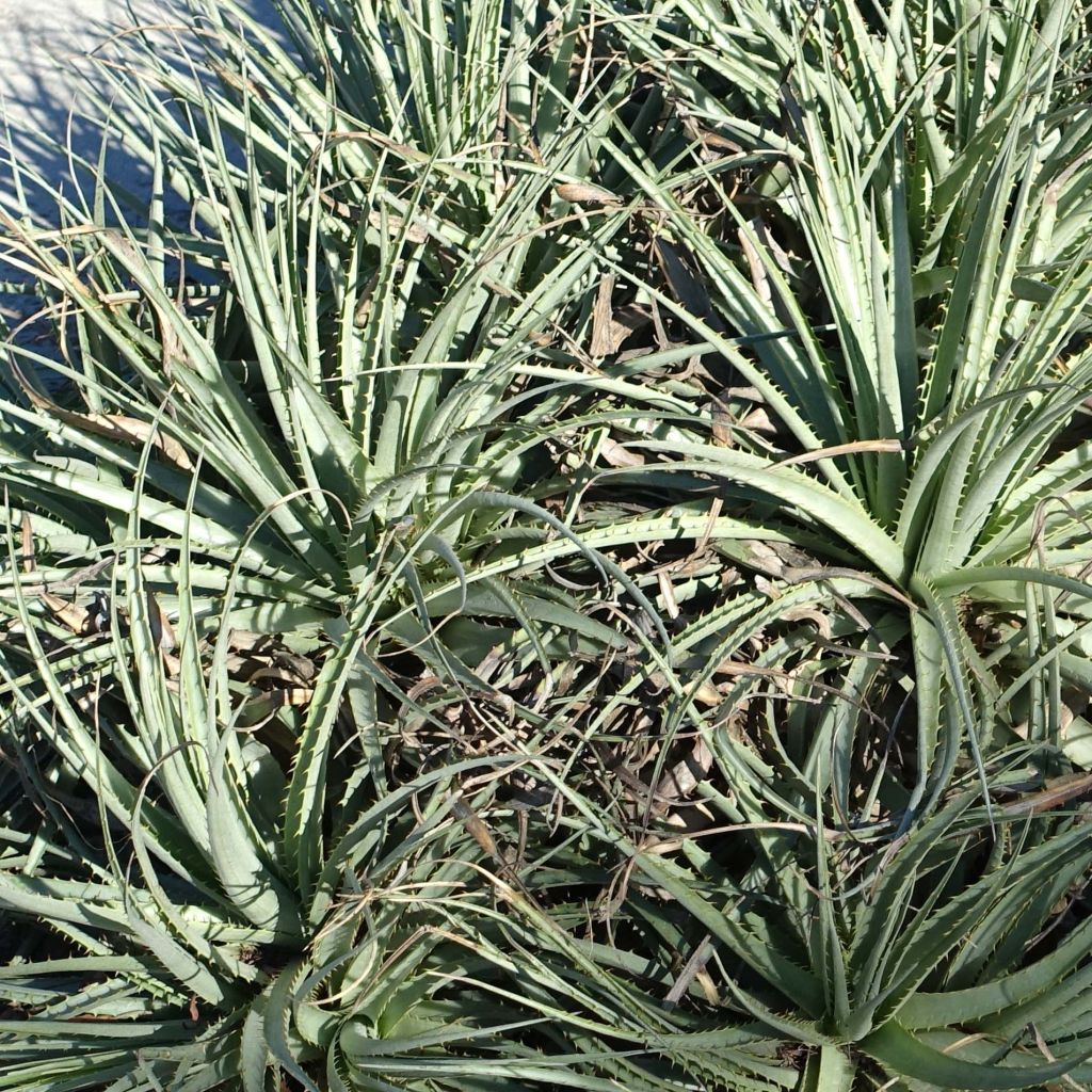 Puya venusta - Chagual