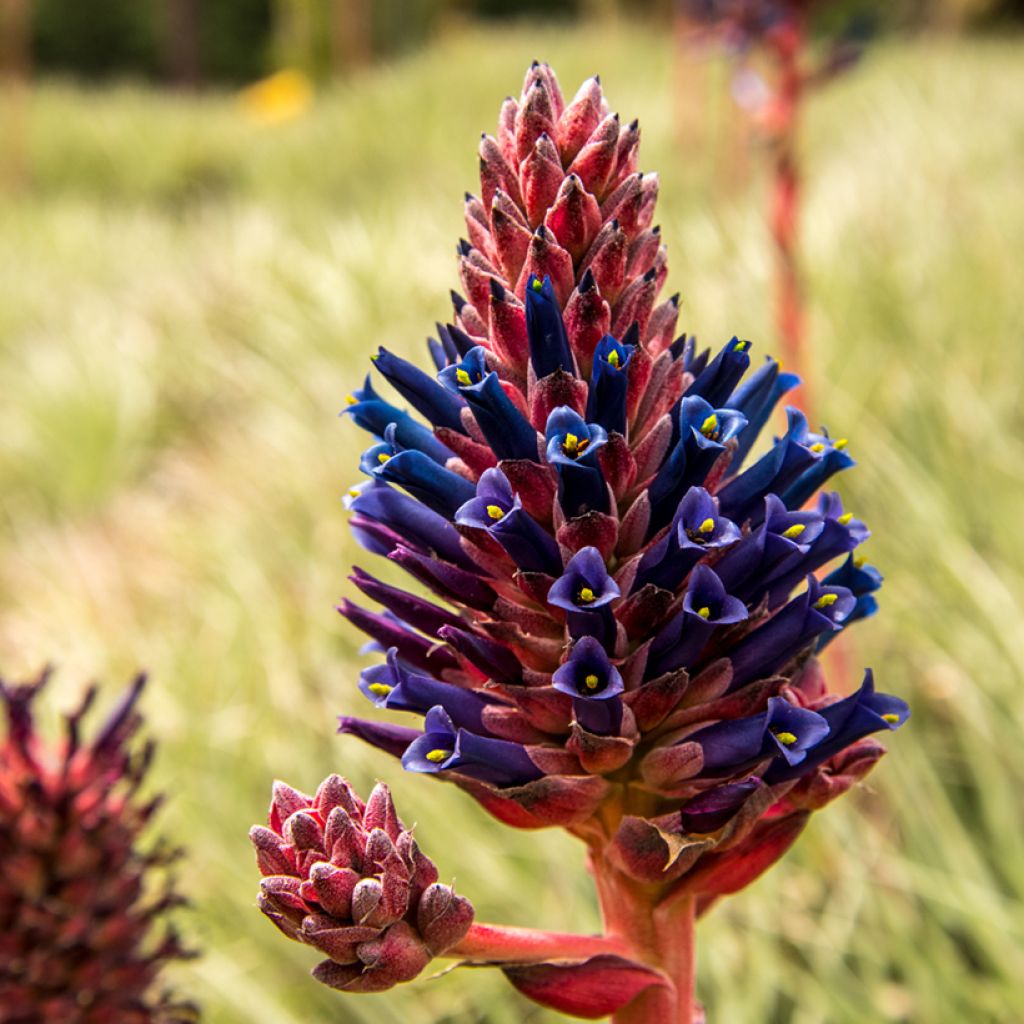 Puya venusta - Chagual