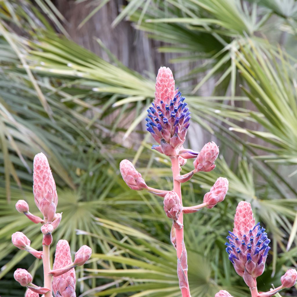 Puya venusta