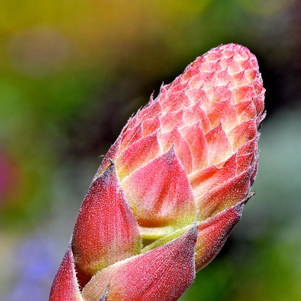 Puya venusta