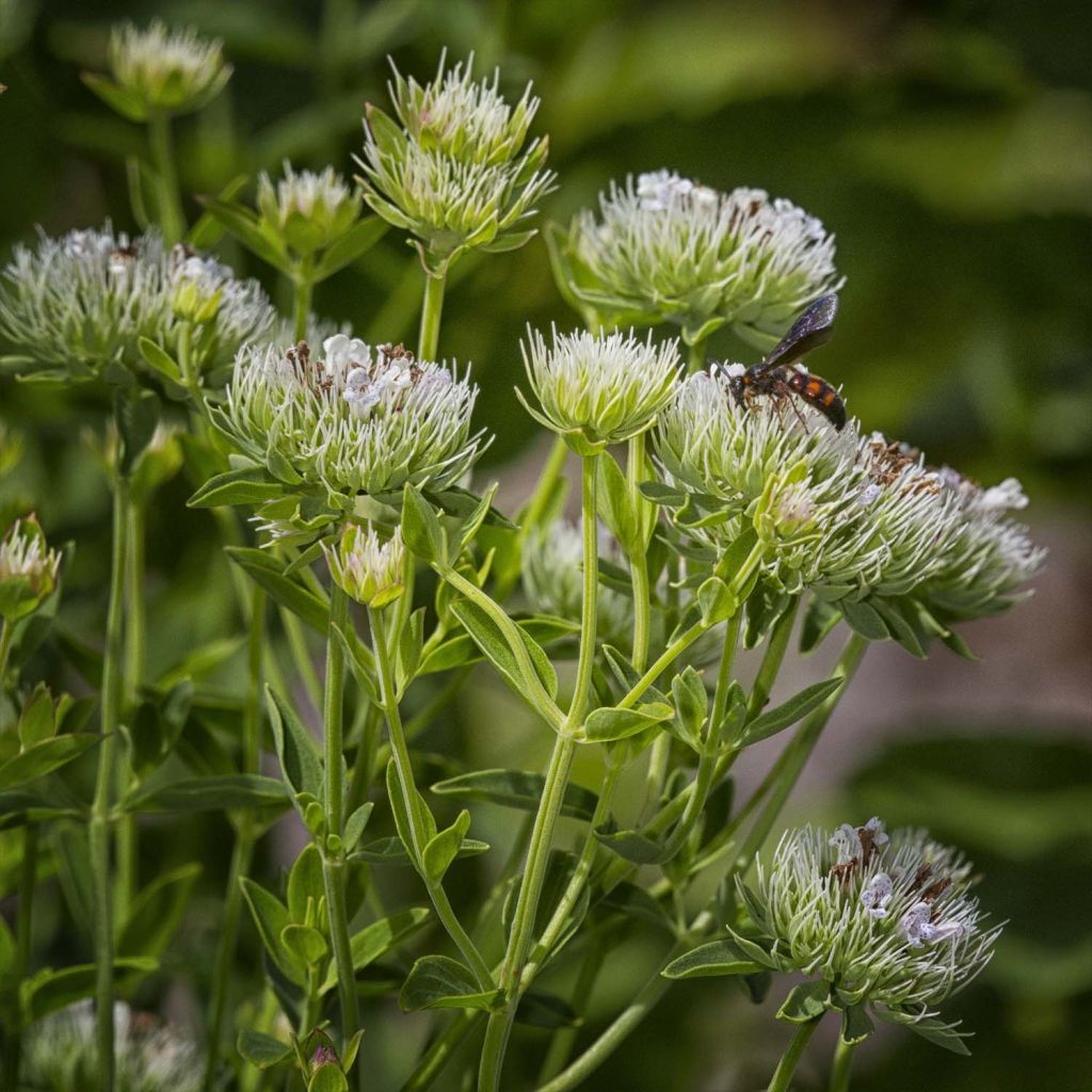 Amerikanische Bergminze - Pycnanthemum flexuosum