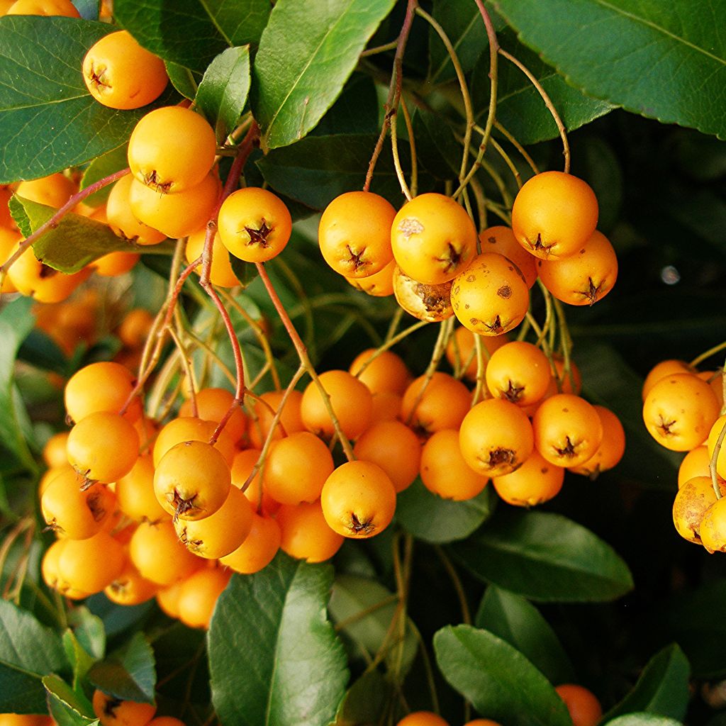 Feuerdorn Golden Charmer - Pyracantha