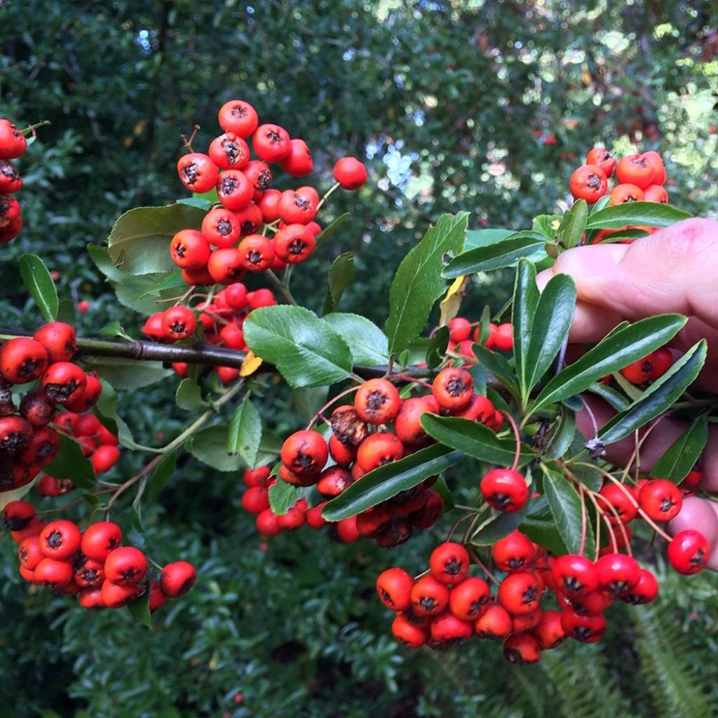 Feuerdorn Mohave - Pyracantha coccinea