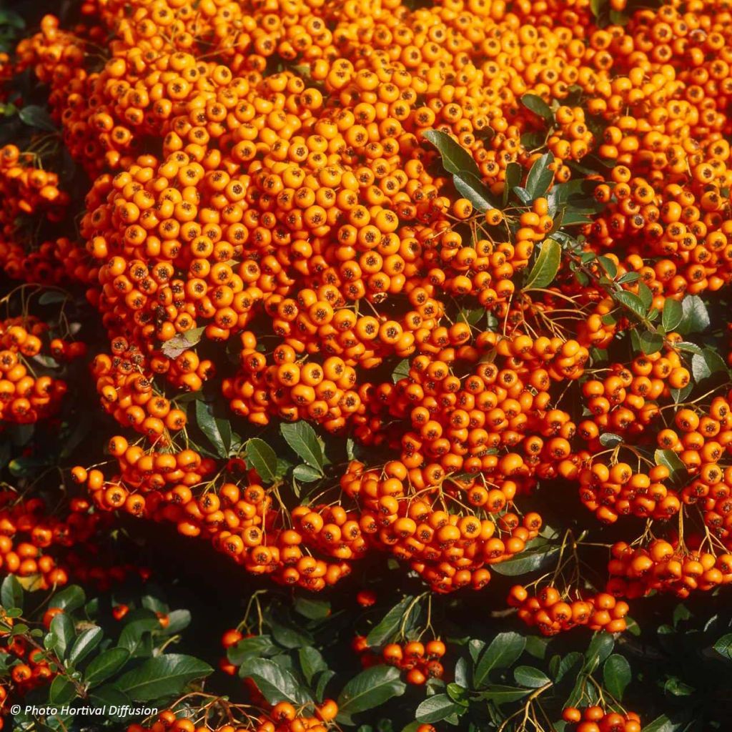 Feuerdorn SAPHYR Orange - Pyracantha coccinea