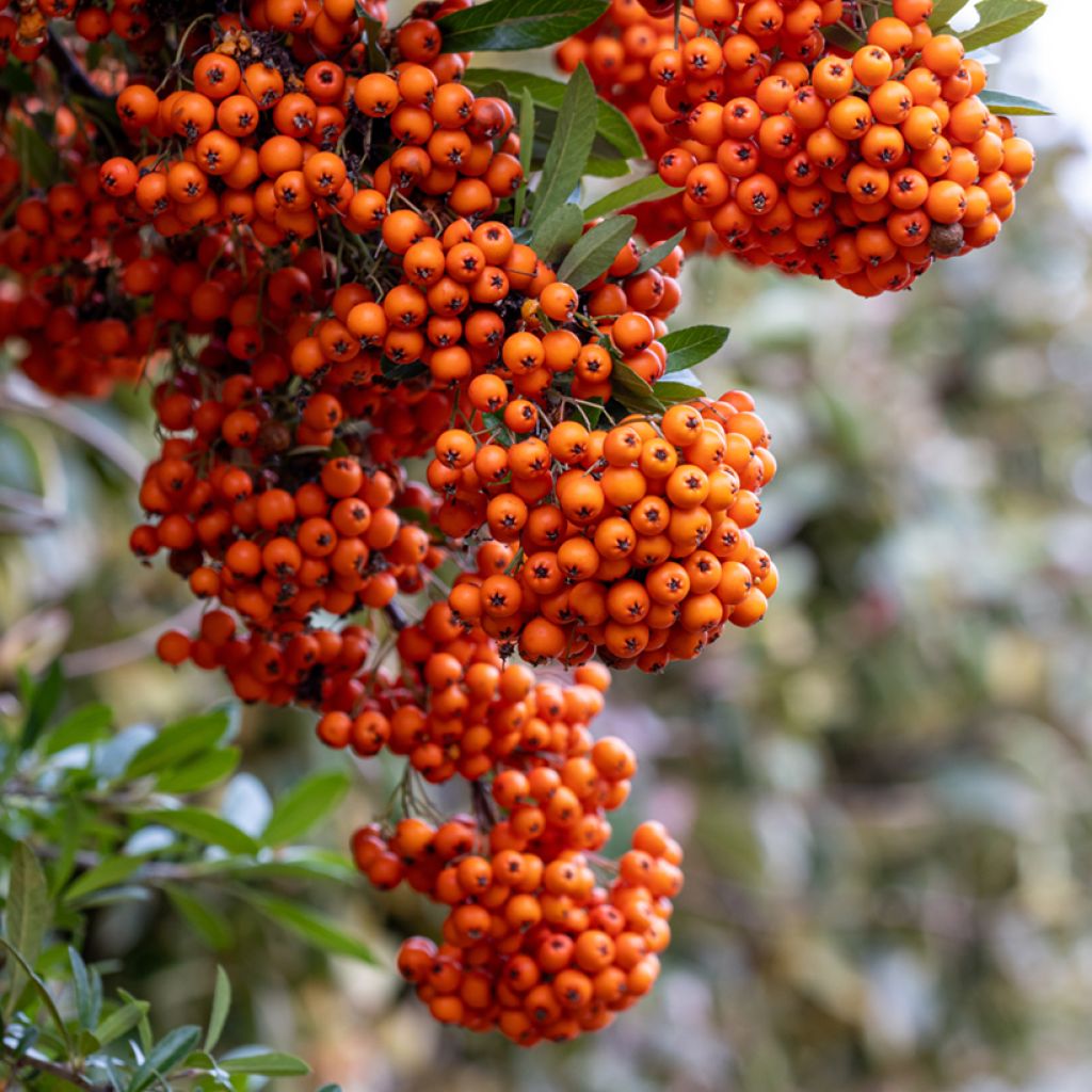 Feuerdorn SAPHYR Orange - Pyracantha coccinea