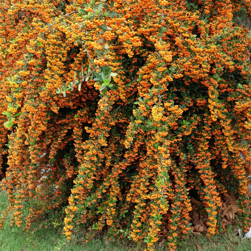 Feuerdorn SAPHYR Orange - Pyracantha coccinea