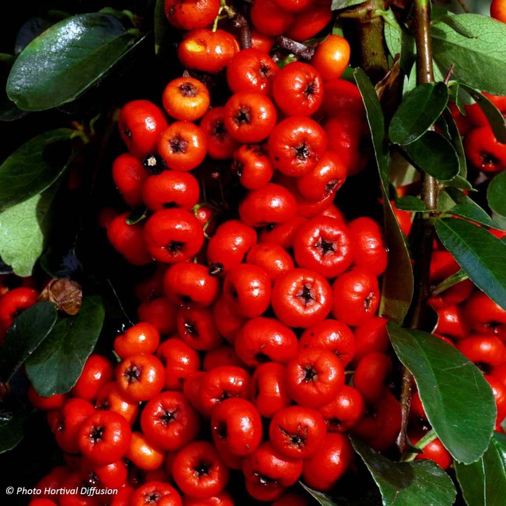 Feuerdorn SAPHYR Rouge - Pyracantha coccinea