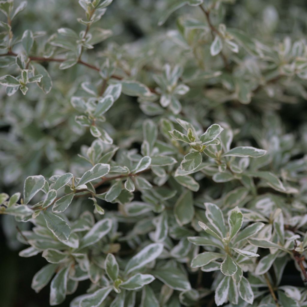 Feuerdorn Sparkler - Pyracantha palustris