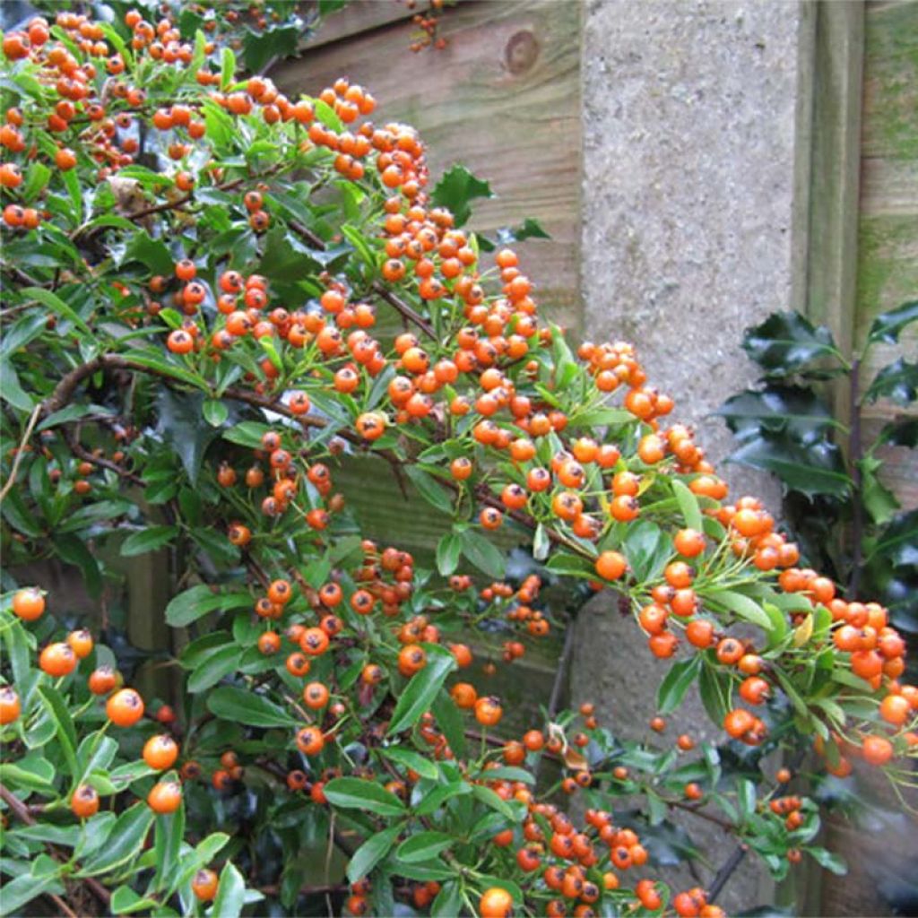 Feuerdorn Teton - Pyracantha