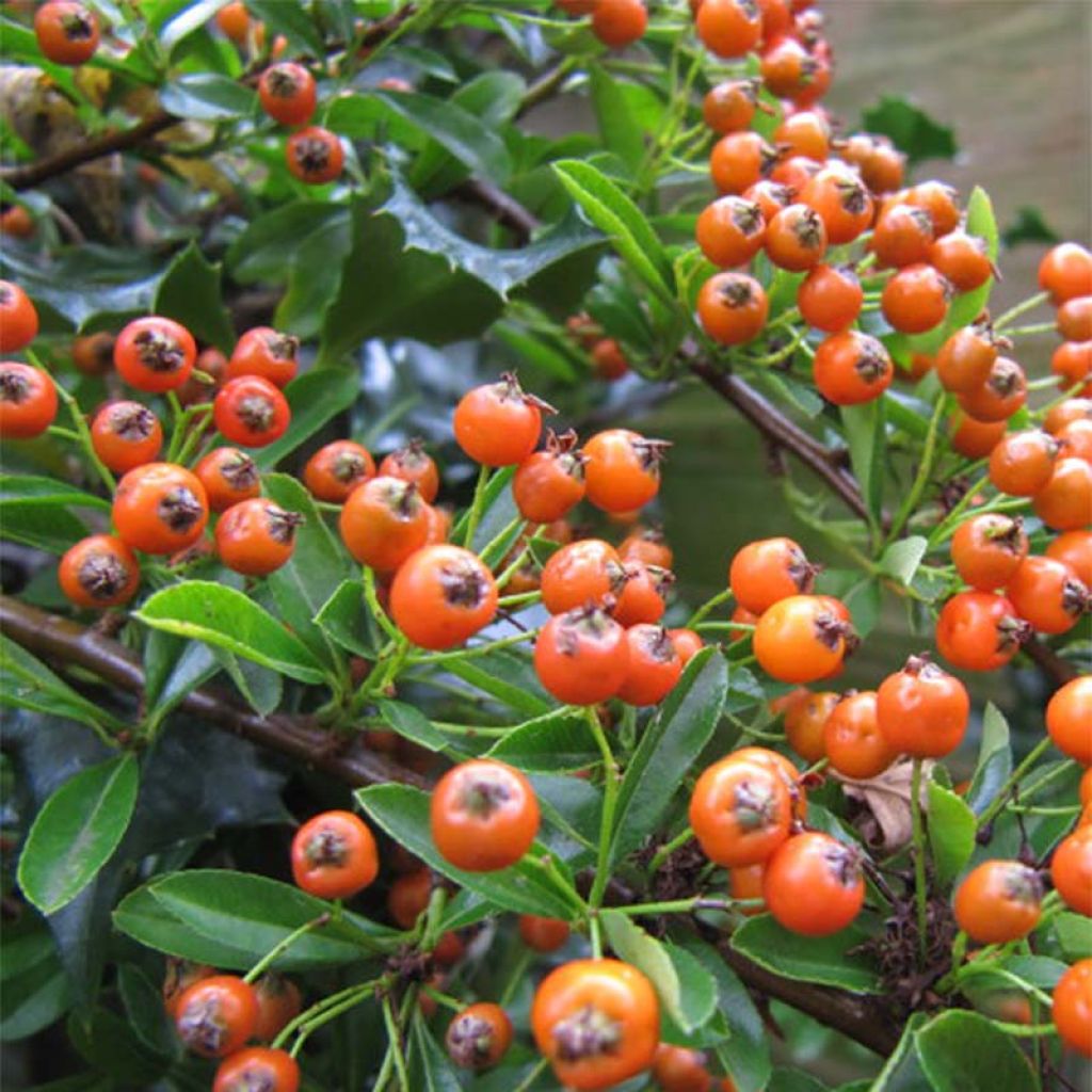 Pyracantha Teton - Buisson ardent