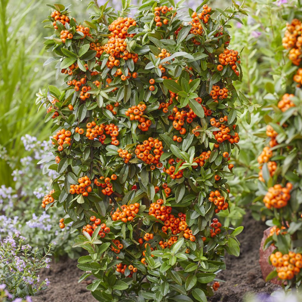 Feuerdorn Orange Star - Pyracantha coccinea