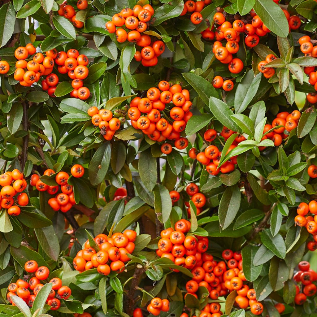 Feuerdorn Orange Star - Pyracantha coccinea