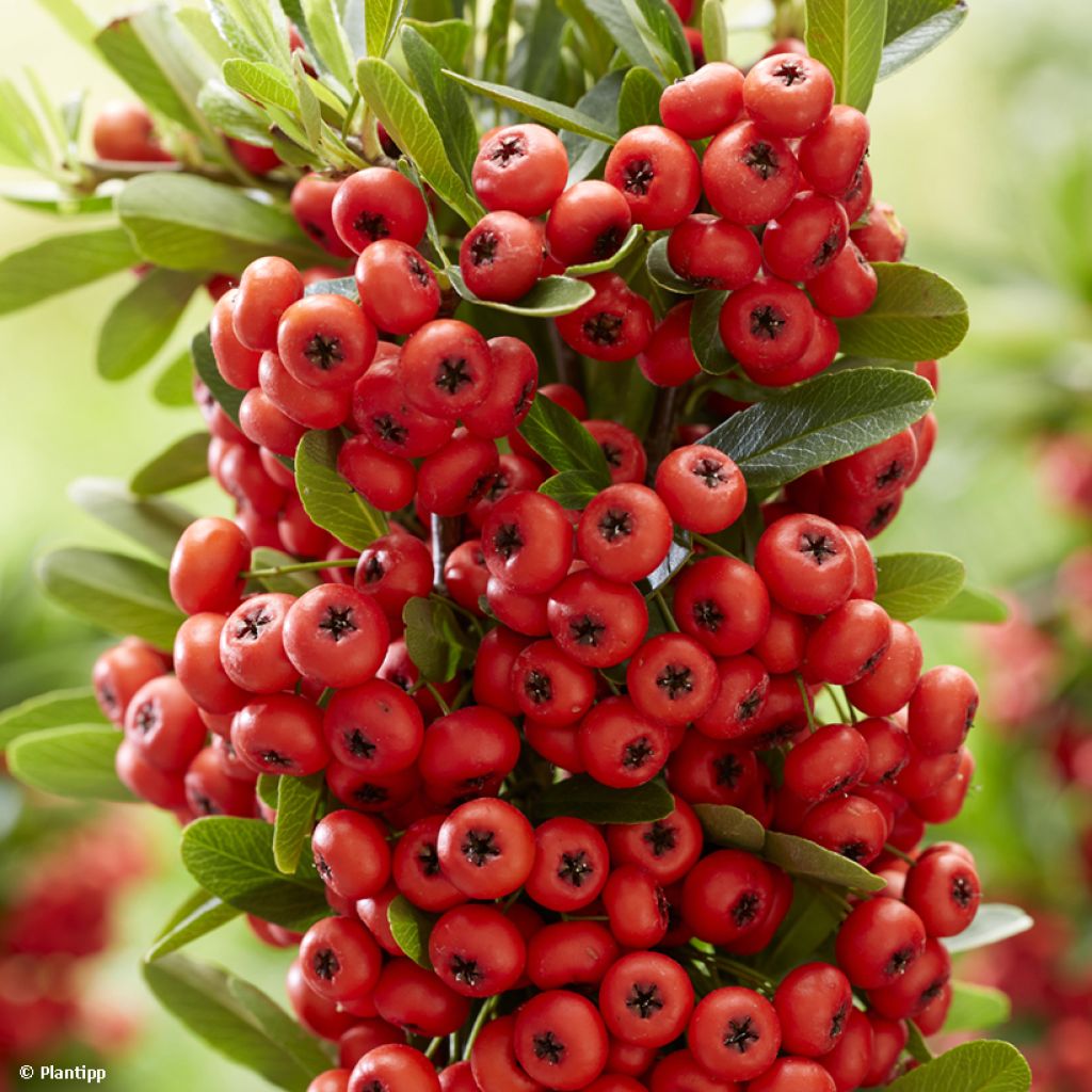 Feuerdorn Red Star - Pyracantha coccinea