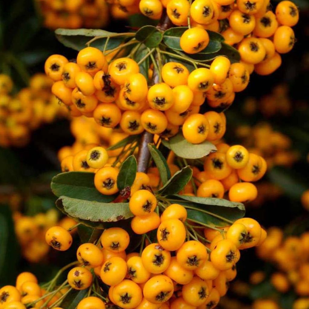 Feuerdorn SAPHYR Jaune - Pyracantha coccinea