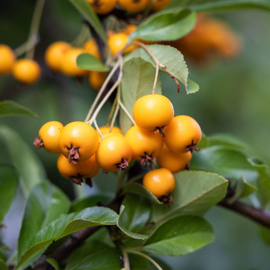 Feuerdorn SAPHYR Jaune - Pyracantha coccinea